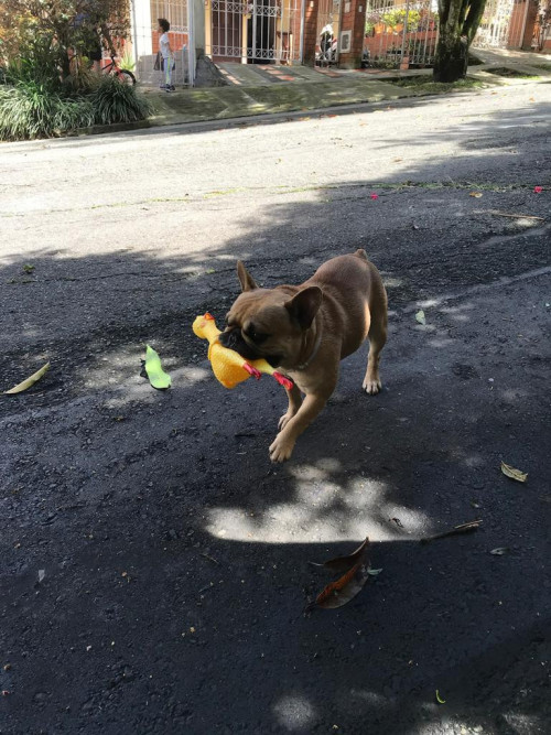Coco