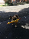 Foto de Coco en Medellín Antioquia #3