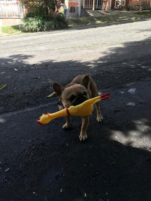 Coco