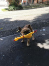 Foto de Coco en Medellín Antioquia #2