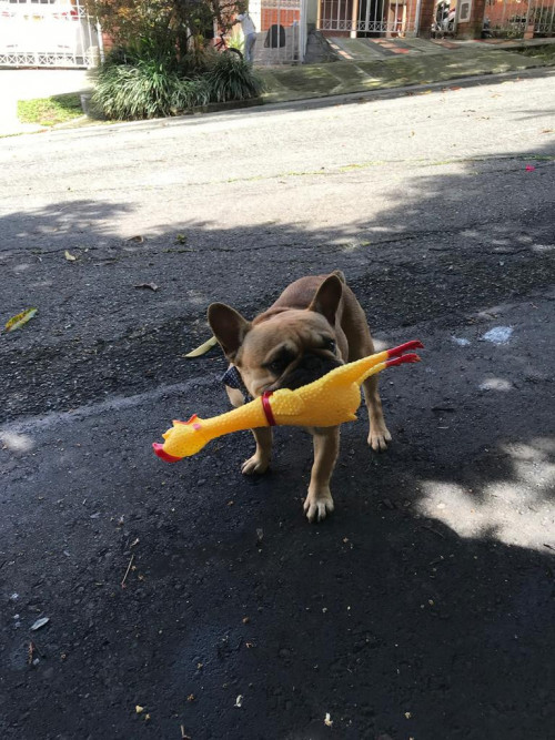 Coco