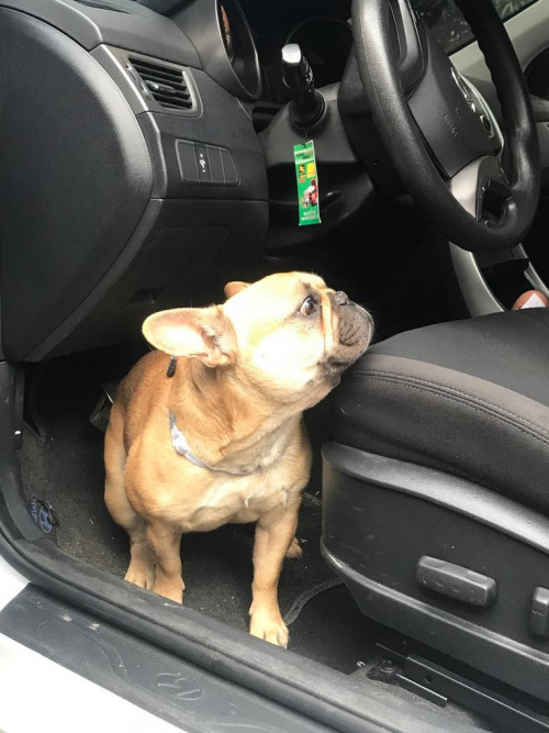 Coco