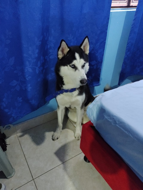 Zeus