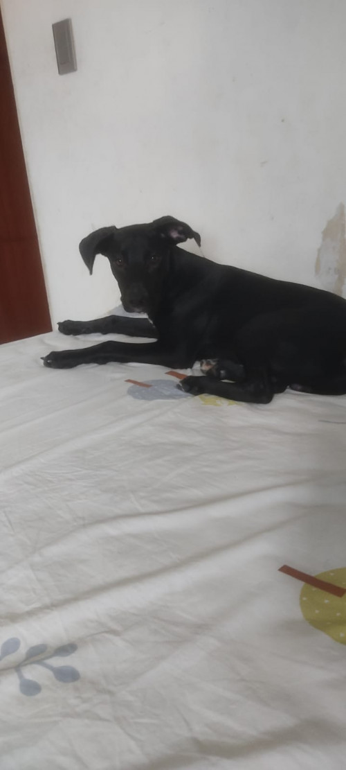 Aramis 