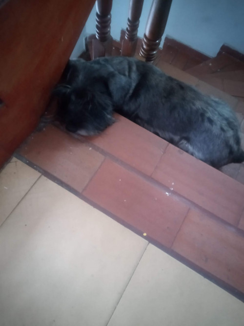 Pacho