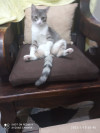 Foto de Frida en Cajicá Cundinamarca #1