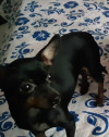 Foto de Titi en Bucaramanga Santander #0