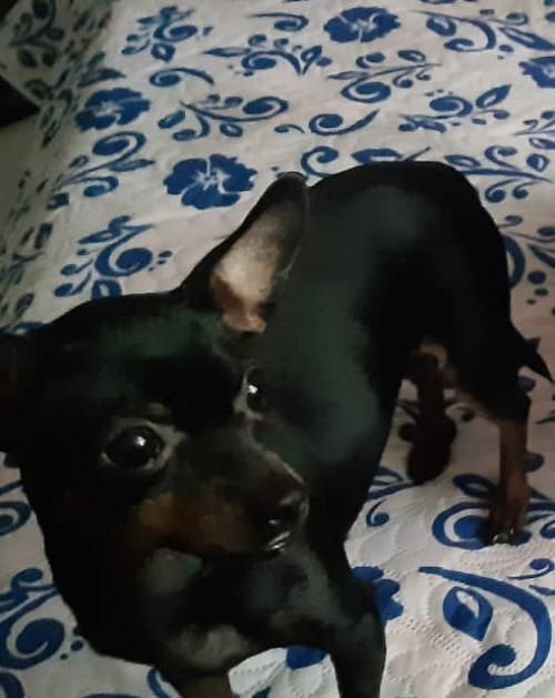 Titi