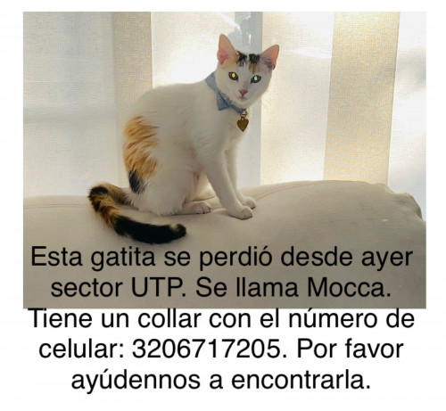 Mocca