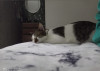 Foto de Lucky en Cali Valle del Cauca #2