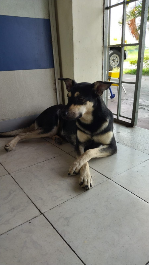 Negra