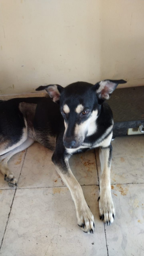 Negra