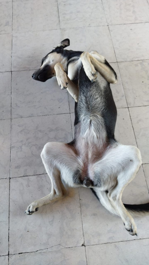 Negra