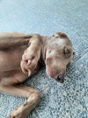 Foto de Kira en Pereira Risaralda #4