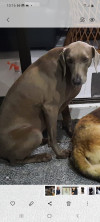 Foto de Kira en Pereira Risaralda #2