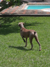 Foto de Kira en Pereira Risaralda #1