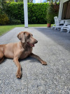 Foto de Kira en Pereira Risaralda #0