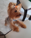 Foto de Noah en Pereira Risaralda #0