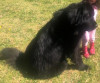 Foto de  Bemol en Subachoque Cundinamarca #3