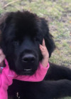 Foto de  Bemol en Subachoque Cundinamarca #2