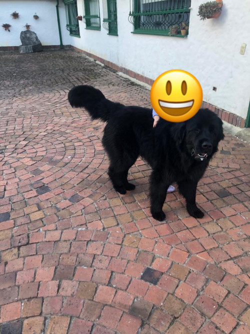  Bemol