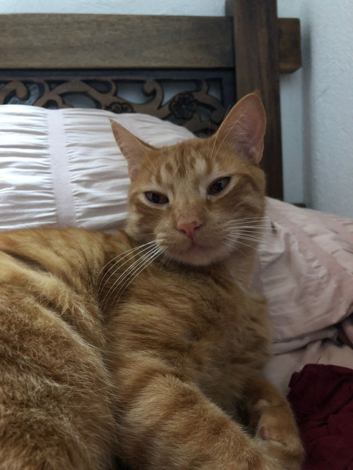 Garfield 