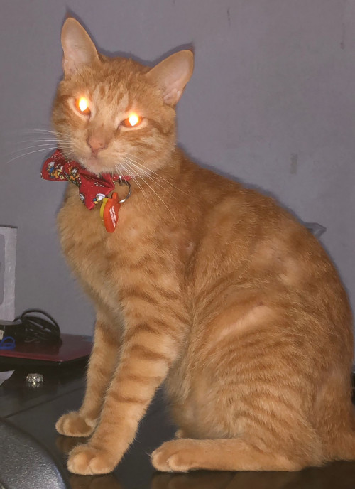Garfield 