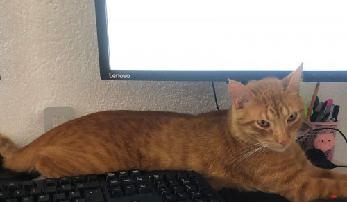 Garfield 