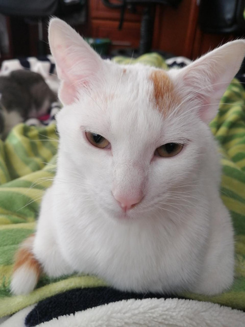 Toby