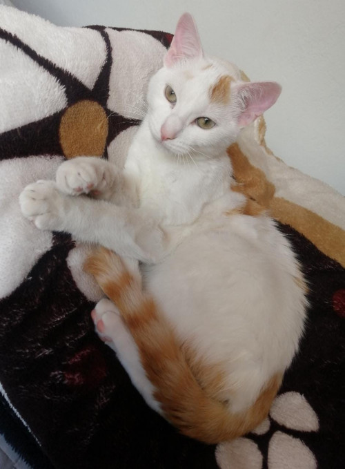 Toby
