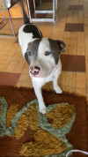 Foto de Zeus en Cartago Valle del Cauca #3