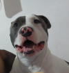 Foto de Zeus en Cartago Valle del Cauca #2