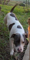 Foto de Zeus en Cartago Valle del Cauca #1