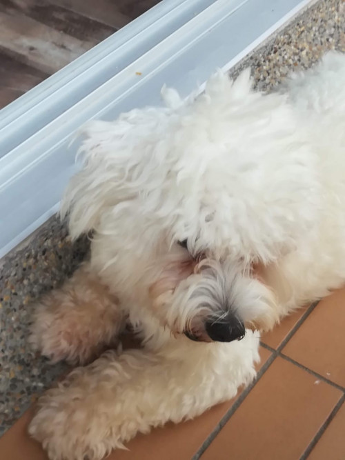 Otto