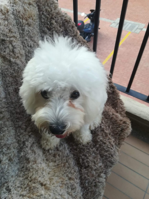 Otto