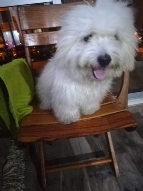Otto