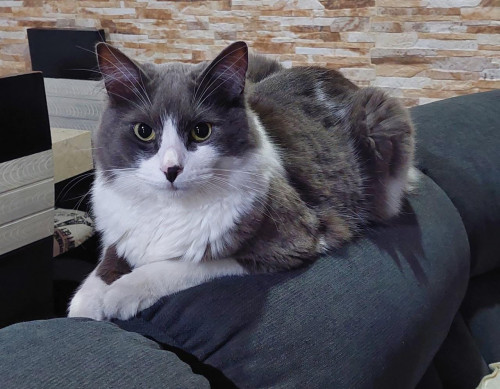 Loky 