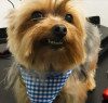 Foto de Lucky en Funza Cundinamarca #6