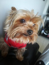 Foto de Lucky en Funza Cundinamarca #4