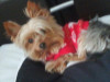 Foto de Lucky en Funza Cundinamarca #2