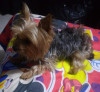 Foto de Lucky en Funza Cundinamarca #1