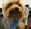 Foto de Lucky en Funza Cundinamarca #0