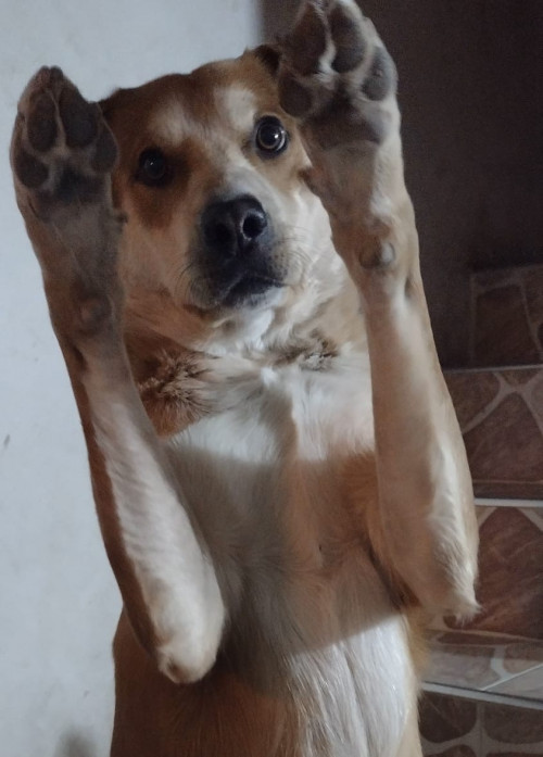 Sultán 