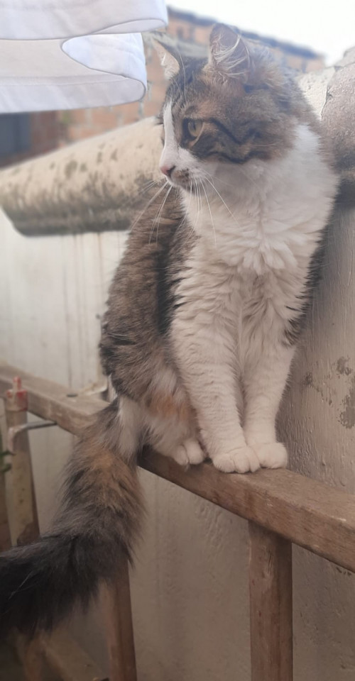 Bigotes