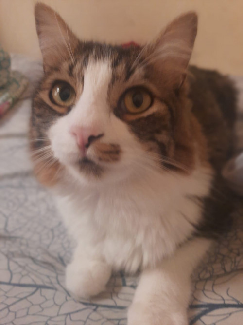 Bigotes