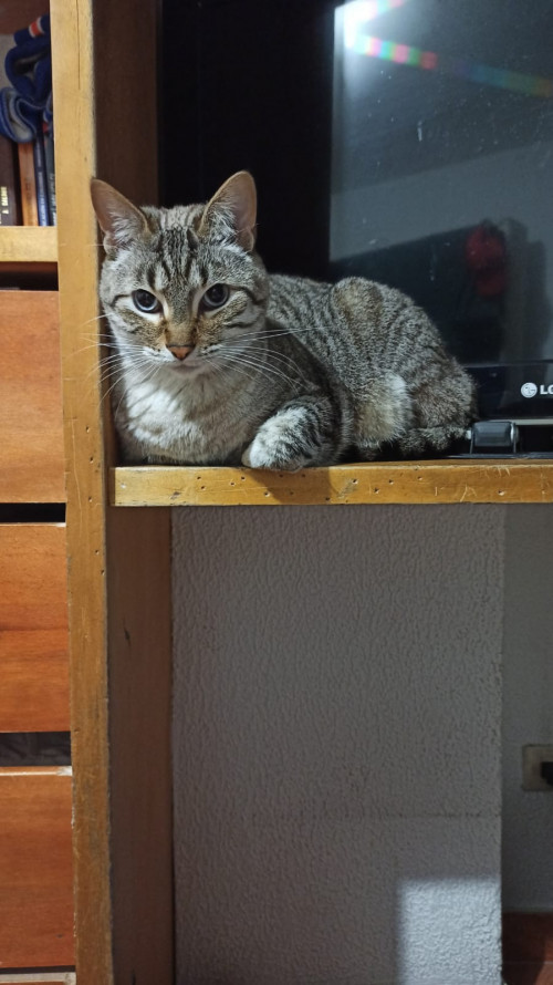 Blanquito 