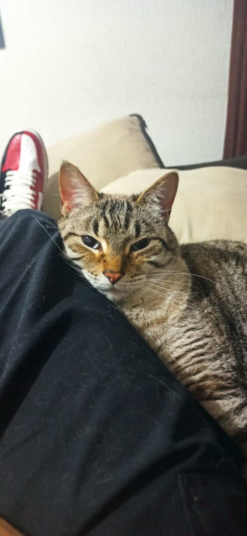 Blanquito 