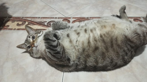 Blanquito 
