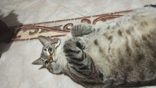 Blanquito 