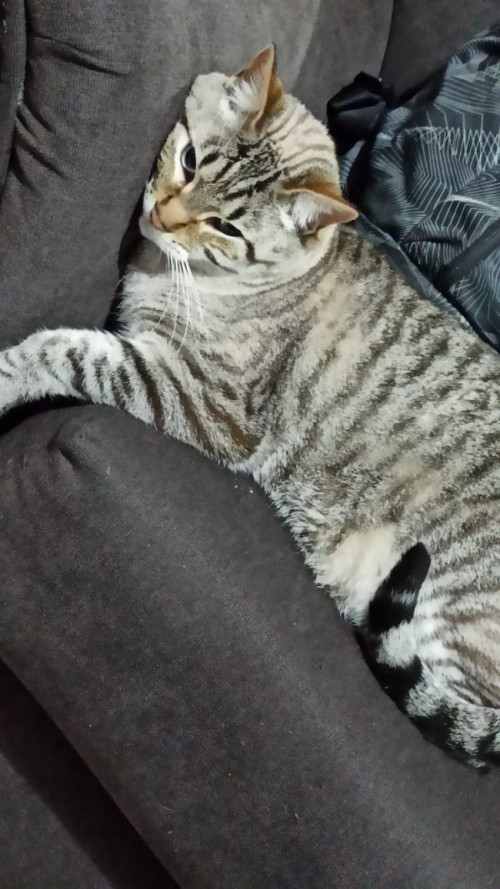 Blanquito 